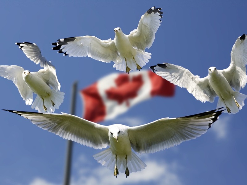 Medium gulls formation flag sky 45874