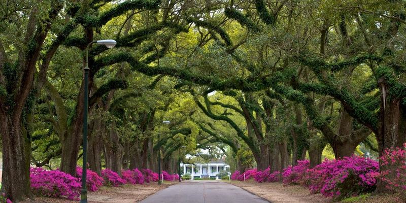 Medium spring hill college avenue azaleas